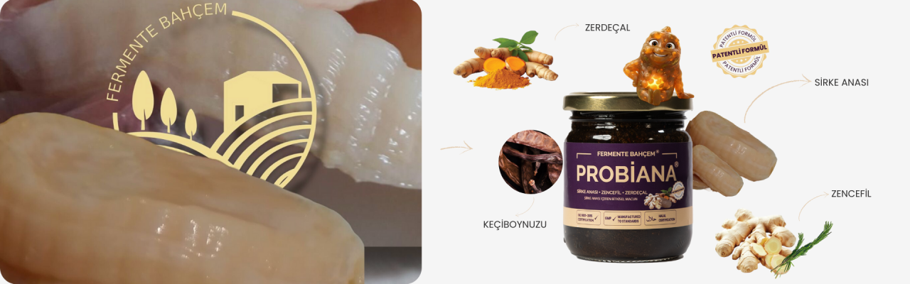 SİRKE ANASI NEDİR?